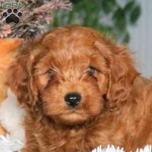 Asher, Cavapoo Puppy
