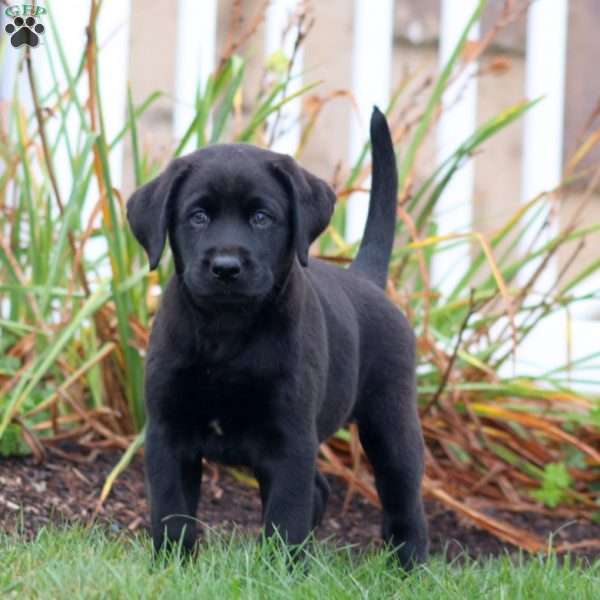 Asher, Black Labrador Retriever Puppy
