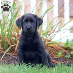 Asher, Black Labrador Retriever Puppy