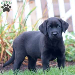 Asher, Black Labrador Retriever Puppy