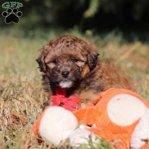 Asher, Havapoo Puppy