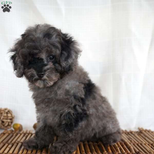 Asher, Toy Poodle Puppy