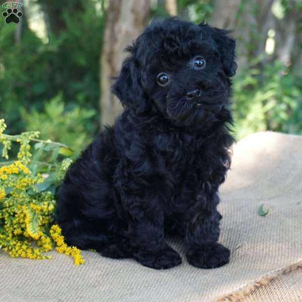 Ashley, Toy Poodle Puppy