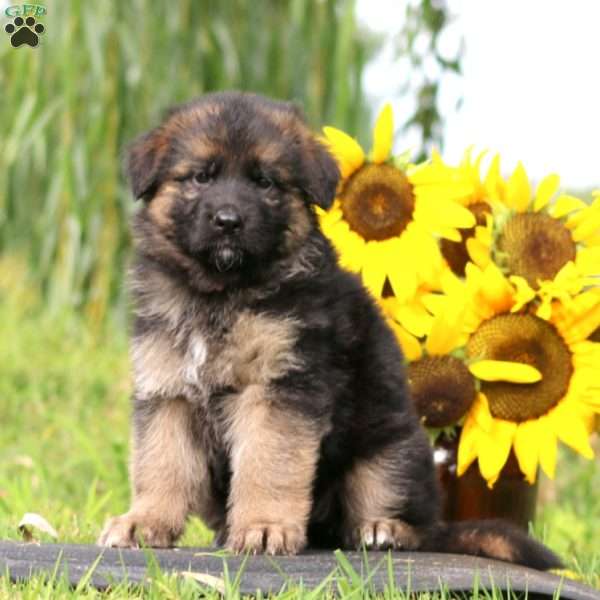 Aspen, German Shepherd Puppy
