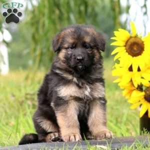 Aspen, German Shepherd Puppy