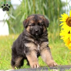 Aspen, German Shepherd Puppy