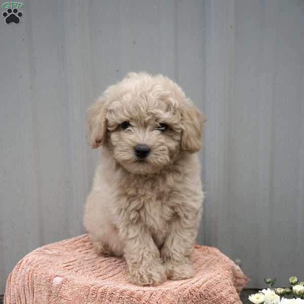 Aspen, Mini Labradoodle Puppy