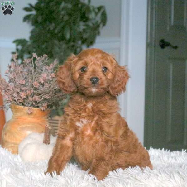 Aster, Cavapoo Puppy