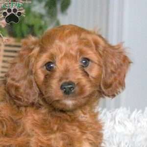 Aster, Cavapoo Puppy
