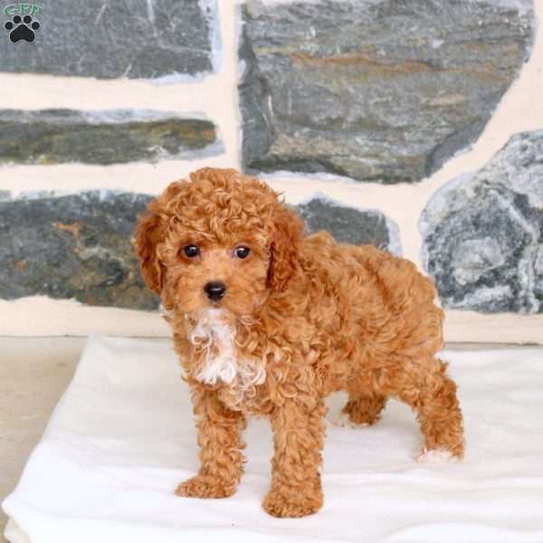 Astrid, Toy Poodle Puppy