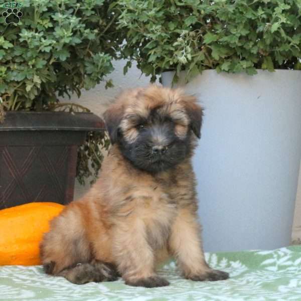 Astro, Soft Coated Wheaten Terrier Puppy