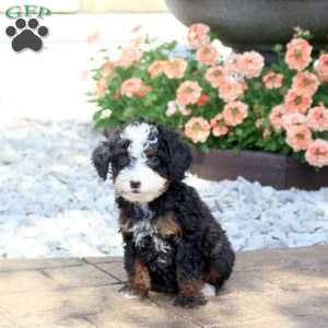 Athena, Mini Bernedoodle Puppy