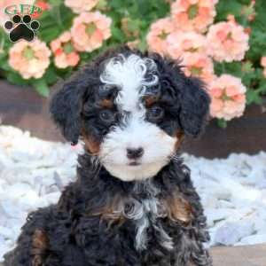 Athena, Mini Bernedoodle Puppy