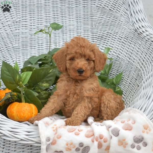 Atlas, Mini Goldendoodle Puppy