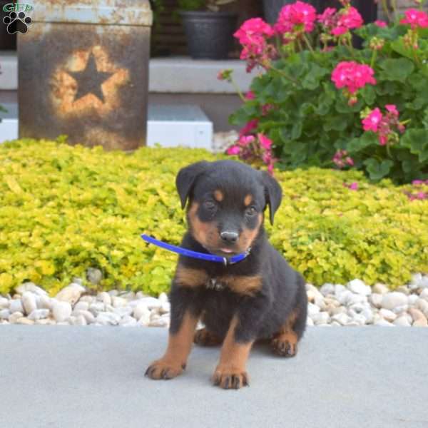 Atlas, Rottweiler Puppy