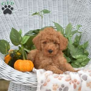 Atlas, Mini Goldendoodle Puppy
