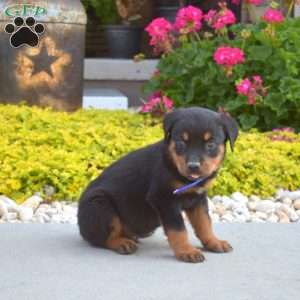 Atlas, Rottweiler Puppy