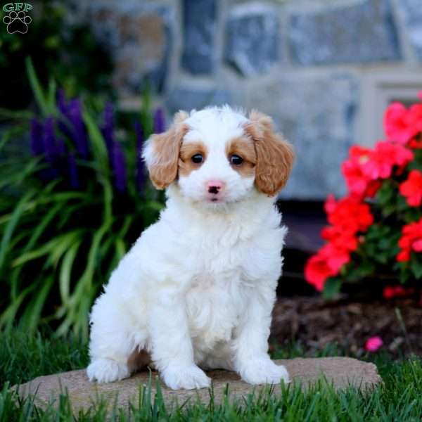 Audrey, Cavapoo Puppy