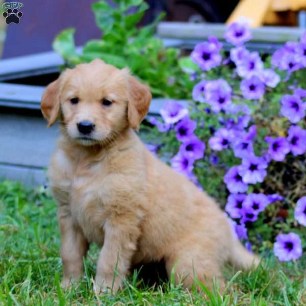Audrey, Golden Retriever Puppy