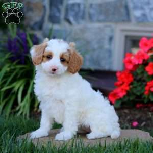 Audrey, Cavapoo Puppy