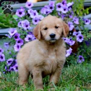 Audrey, Golden Retriever Puppy
