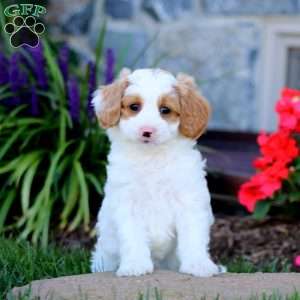 Audrey, Cavapoo Puppy