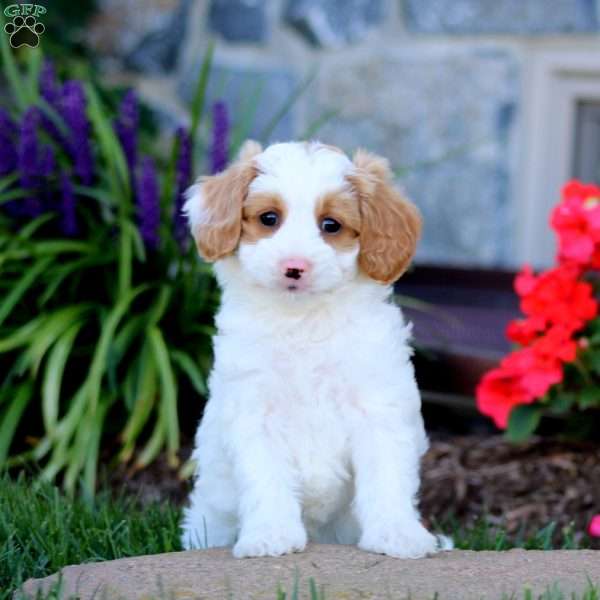 Audrey, Cavapoo Puppy