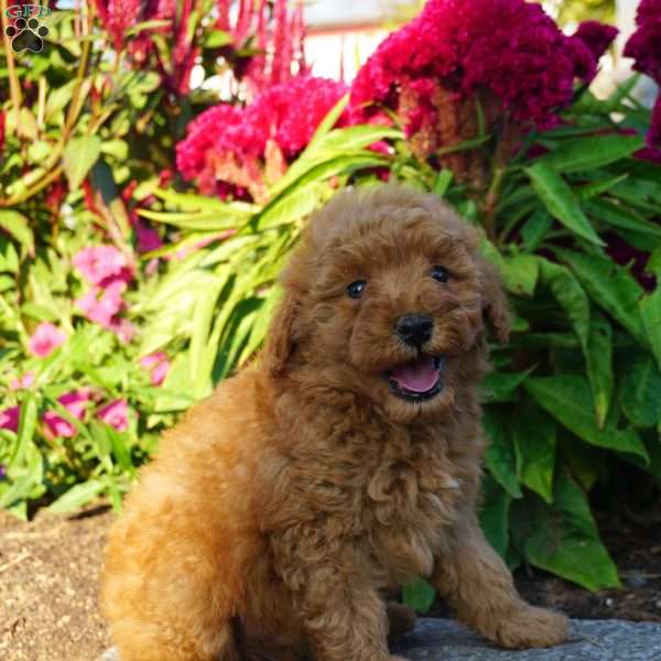 August, Miniature Poodle Puppy