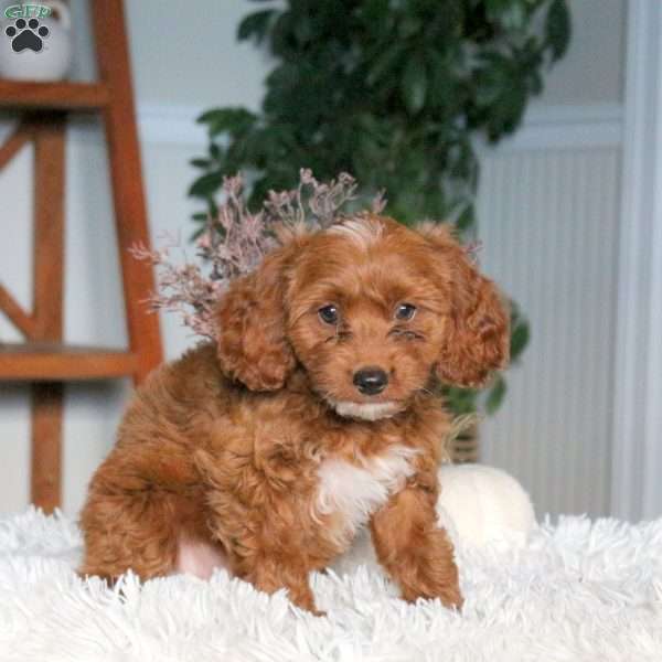 Aurora, Cavapoo Puppy