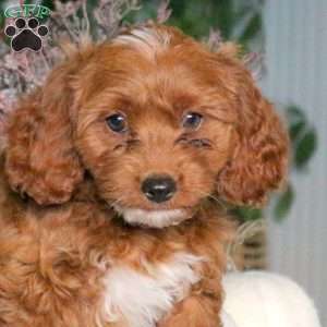 Aurora, Cavapoo Puppy