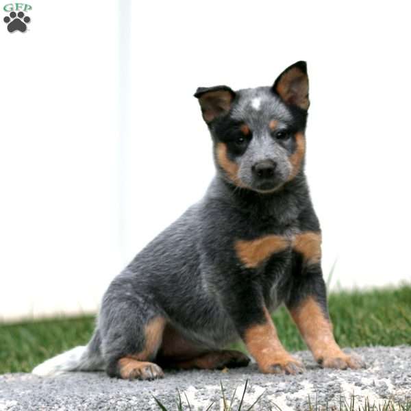 Aurova, Blue Heeler – Australian Cattle Dog Puppy