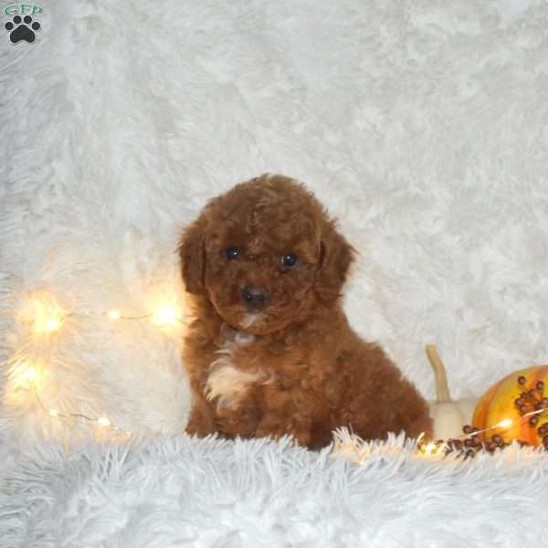 Austin, Miniature Poodle Puppy