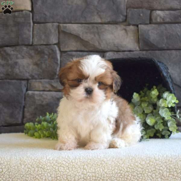 Austin, Shih Tzu Puppy