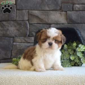 Austin, Shih Tzu Puppy