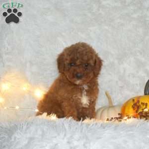 Austin, Miniature Poodle Puppy