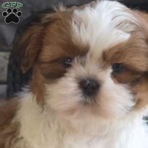 Austin, Shih Tzu Puppy