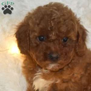 Austin, Miniature Poodle Puppy