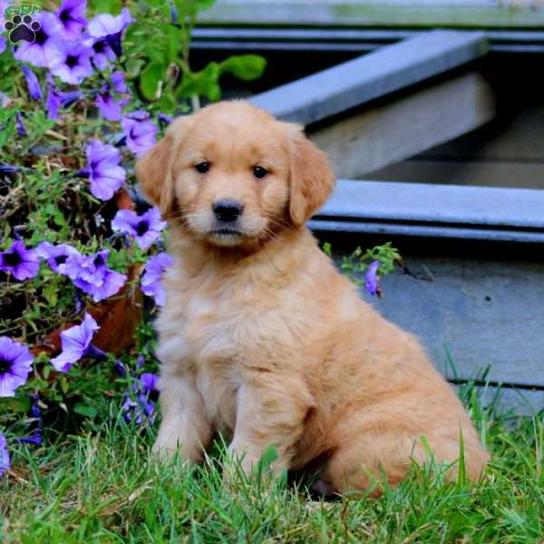 Austin, Golden Retriever Puppy