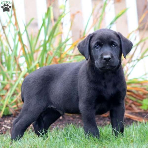Austin, Black Labrador Retriever Puppy