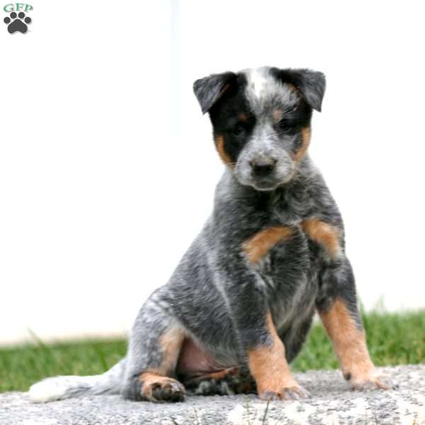 Austin, Blue Heeler – Australian Cattle Dog Puppy