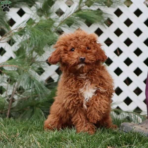 Austin, Miniature Poodle Puppy