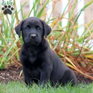 Austin, Black Labrador Retriever Puppy