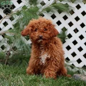 Austin, Miniature Poodle Puppy