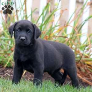 Austin, Black Labrador Retriever Puppy