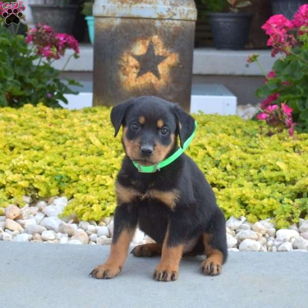 Autumn, Rottweiler Puppy