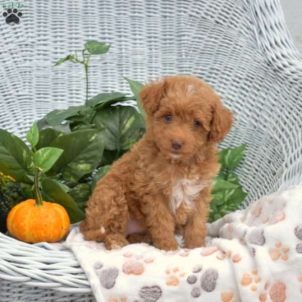 Autumn, Mini Goldendoodle Puppy