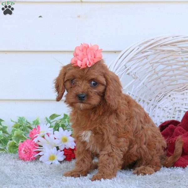 Autumn, Cavapoo Puppy