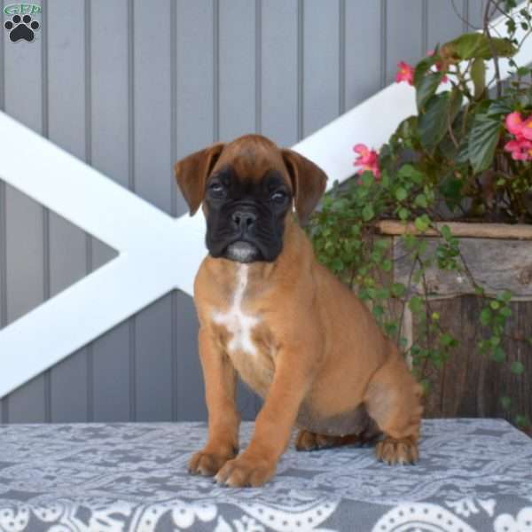Autumn, Boxer Puppy