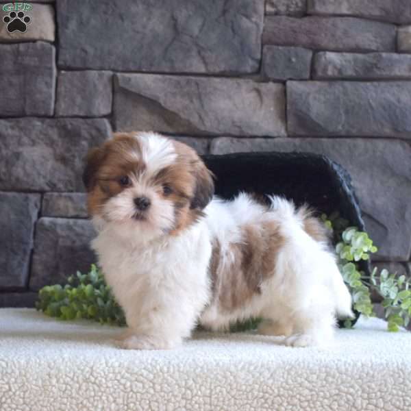 Autumn, Shih Tzu Puppy