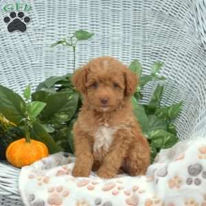 Autumn, Mini Goldendoodle Puppy